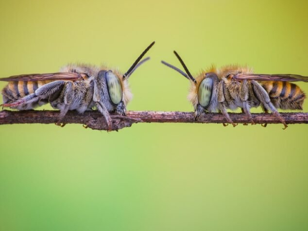 carpenter bees carpenter bees