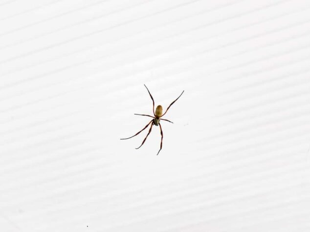brown recluse spider