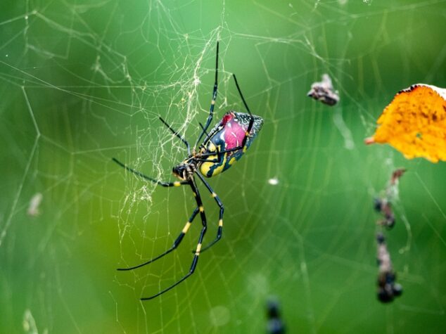 joro spider {{brizy_dc_image_alt entityId=