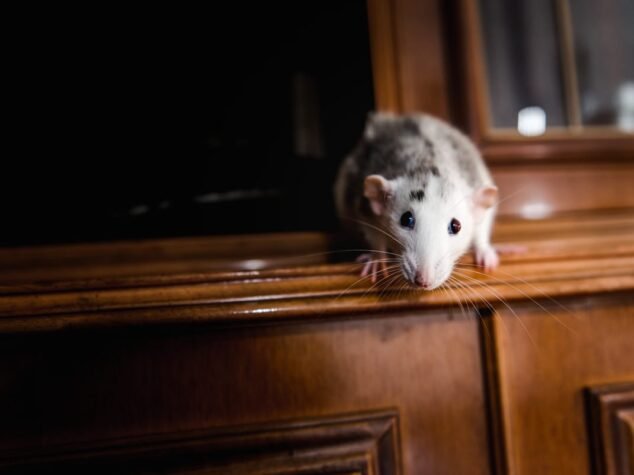 brown rat brown rat