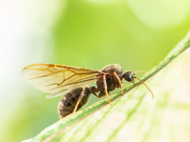 {{brizy_dc_image_alt entityId=