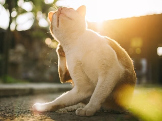 {{brizy_dc_image_alt entityId=