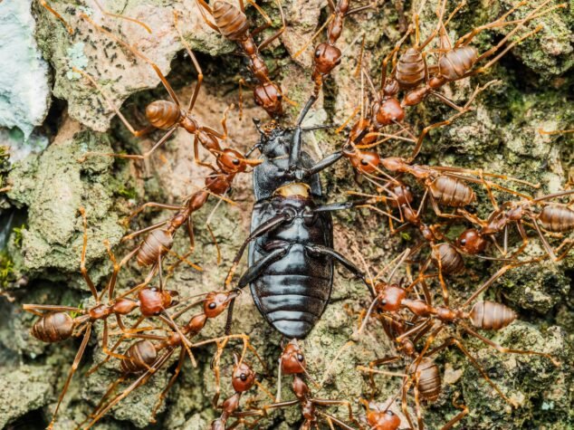 Termite Swarm Season  in Fort Myers Termite Swarm Season in Fort Myers