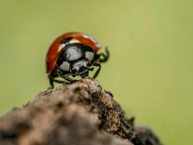 {{brizy_dc_image_alt entityId=