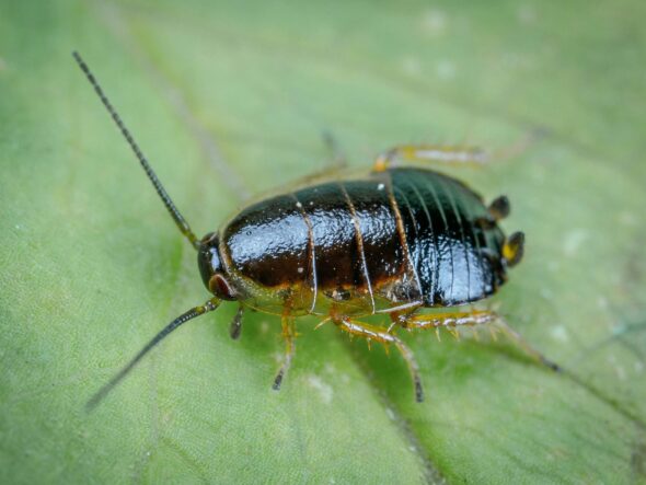 Roaches in Atlanta, GA.