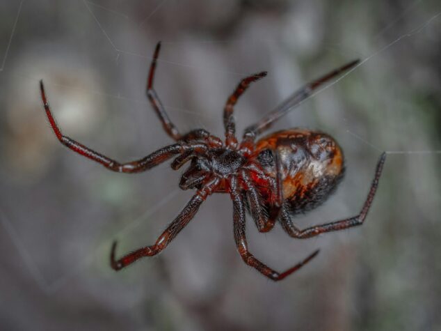 Spider in Massachusetts {{brizy_dc_image_alt entityId=