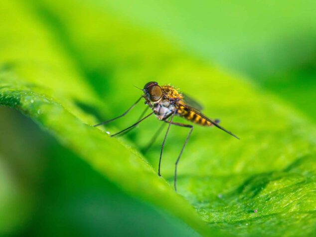 {{brizy_dc_image_alt entityId=