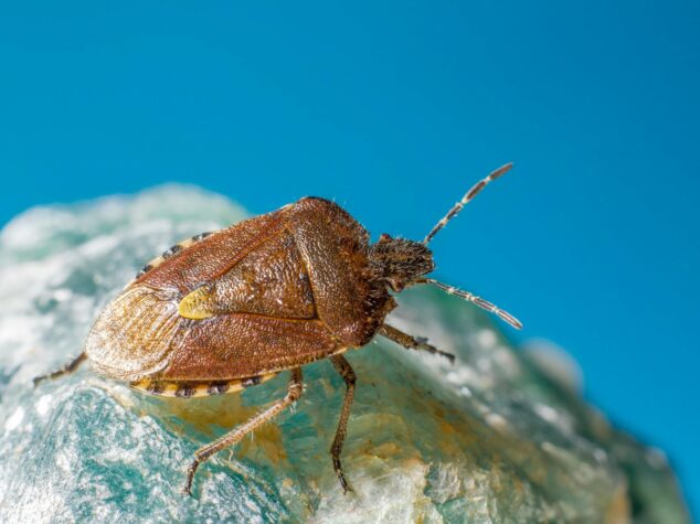 Stink bug in Hermitage, PA {{brizy_dc_image_alt entityId=