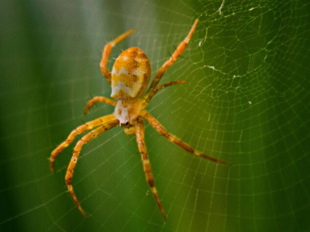 Spiders In Cleveland {{brizy_dc_image_alt entityId=