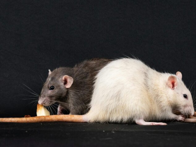 mice in Columbus, Ohio {{brizy_dc_image_alt entityId=