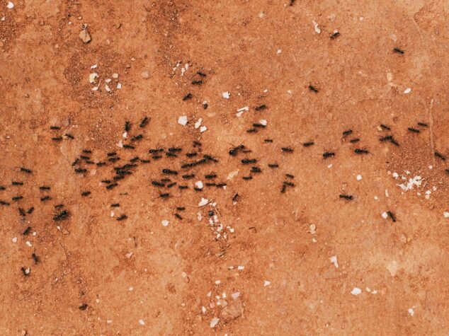Ants in Pittsburgh, PA. Ants in Pittsburgh, PA.