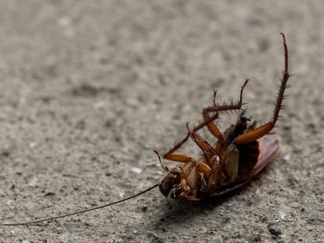 Roach Extermination Services Roach Extermination Services