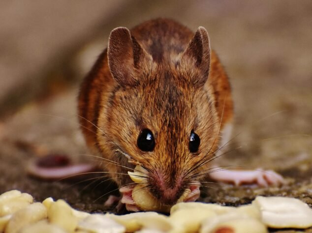 Serving Massachusetts, we offers comprehensive services for termite control, bed bug removal, rodent extermination, and more. Serving Massachusetts, we offers comprehensive services for termite control, bed bug removal, rodent extermination, and more.