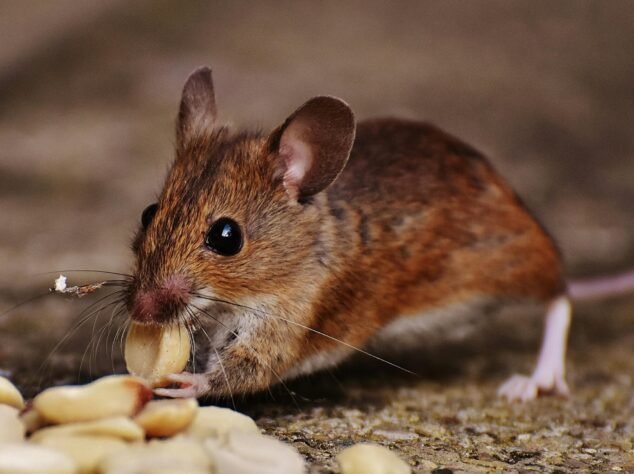 Winter Pest Control in Pittsburgh Winter Pest Control in Pittsburgh