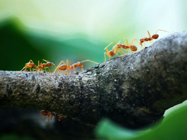 Ants in Akron Ohio {{brizy_dc_image_alt entityId=