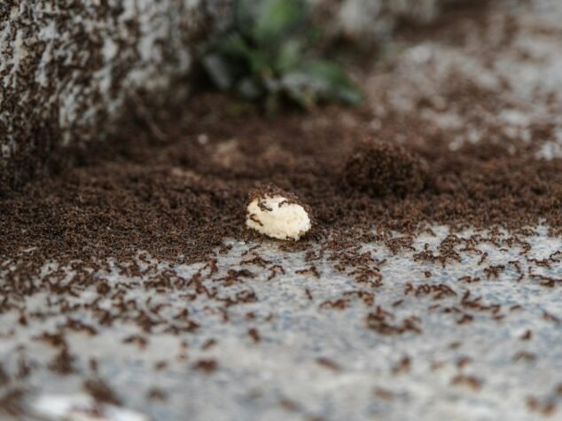 Ants In Canton Ohio