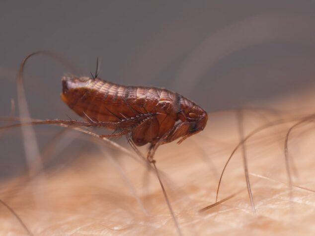 {{brizy_dc_image_alt entityId=