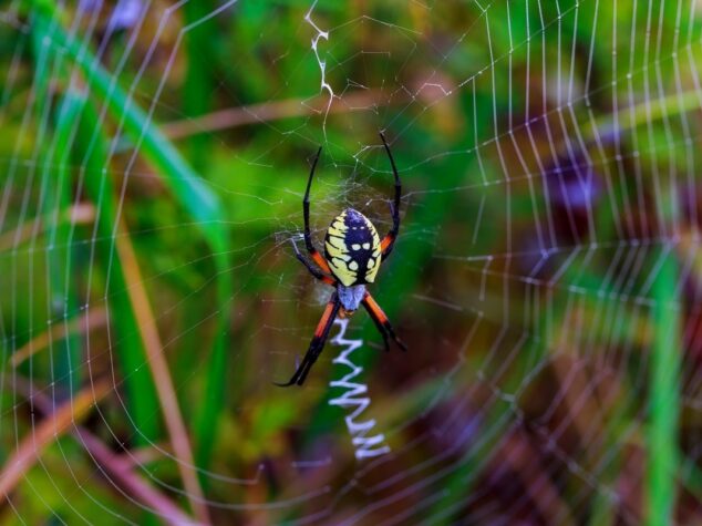 spider {{brizy_dc_image_alt entityId=