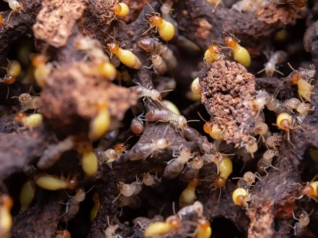 Termite Treatment And Extermination Termite Treatment And Extermination
